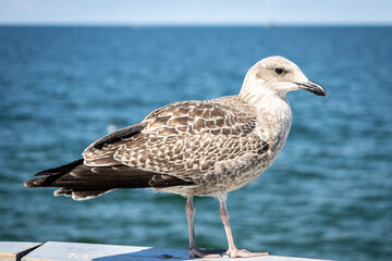 seagull on the beach
