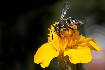 abeja