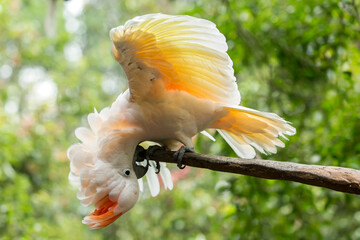 white parrot bird in the wilderness - obrazy, fototapety, plakaty