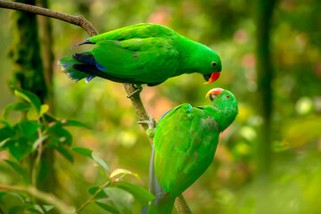 green parrots. Beautiful couple of green parrots. green parrot wildlife of tropical nature.