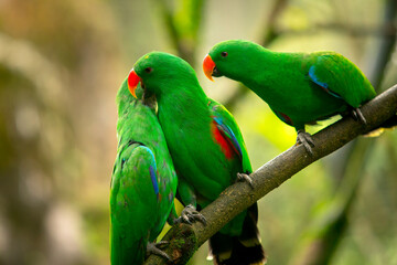 green parrots. Beautiful couple of green parrots. green parrot wildlife of tropical nature.