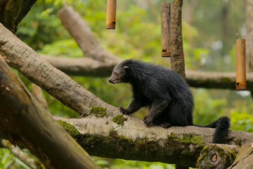 Binturong (Arctictis binturong) walking on the trees