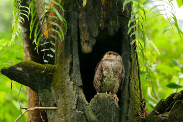 owl in a hollow tree for home