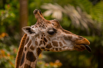 giraffe close-up portrait side view