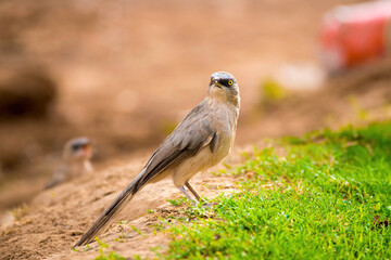 A bird with beautiful wings staring and standing on grassland