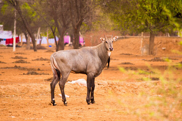 A male Nilgai (Boselaphus tragocamelus) also known as  large Indian antelope standing on dry yellow sand.