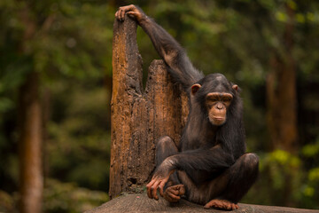 portrait of a chimpanzee relaxing on a tree