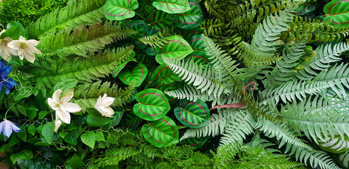Green creeper plant, fern, orchid, vine or ivy and leaves wall for background. Natural wallpaper or Nature pattern. Freshness season