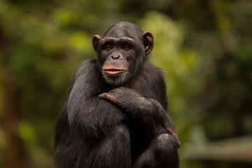chimpanzee portrait posing like a human