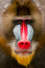 portrait close-up monkey mandril. rainbow face © Baehaki