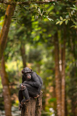 portrait of a chimpanzee relaxing on a tree
