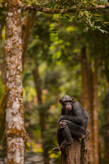 portrait of a chimpanzee relaxing on a tree
