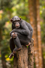 portrait of a chimpanzee relaxing on a tree