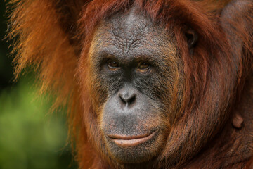portrait of an orangutan relaxing