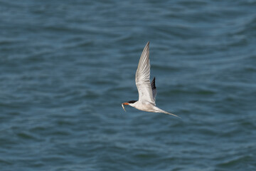 Fototapeta na wymiar common tern