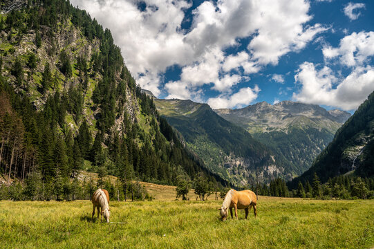 Haflinger im Nationalpark hohe Tauern