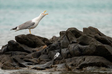 A yellow legged gull (Larus michahellis) on the rock, at sea, in the sunrise. In Sardinia, Sardegna, Italy. A beautiful moment of a seagull at sunrise on a rock. In summer, day, sunny day, afternoon.