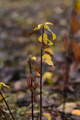 autumn leaves in the forest