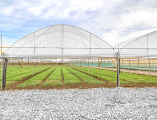 Protected cultivation with greenhouses