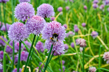 A bumblebee on flowering chives