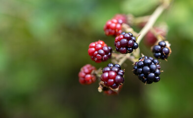 Jeżyna (Rubus) to powszechnie znana roślina, która kojarzy się przede wszystkim z czarnymi, soczystymi owocami podobnymi do malin.  - obrazy, fototapety, plakaty