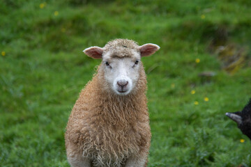 Ein hellbraunes Lamm im Portrait auf einer Wiese