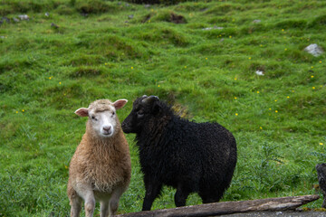 Ein hellbraunes und ein schwarzes Lamm nebeneinander auf einer Wiese