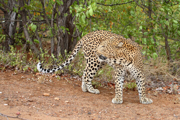 Leopard / Leopard / Panthera pardus.