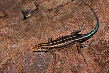 Afrikanischer Streifenskink oder Gestreifte Mabuye / African striped skink / Trachylepis striata uel Mabuya striata