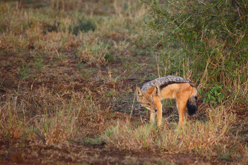 Schabrackenschakal / Black-backed jackal / Canis mesomelas