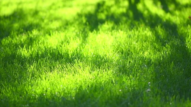 Grass. Beautiful green lawn grass Background closeup. Healthy Garden, gardening concept. Nature. Field with shadows. Environment. Slow motion