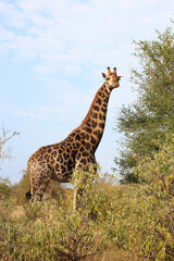 Giraffe / Giraffe / Giraffa camelopardalis