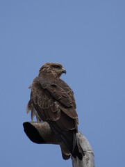 An eagle sat on the metal pipe 