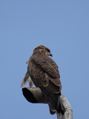 An eagle sat on the metal pipe 