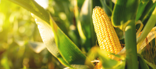 A selective focus picture of corn cob in organic corn field