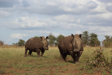 Fototapeta na wymiar Breitmaulnashorn / Square-lipped rhinoceros / Ceratotherium simum