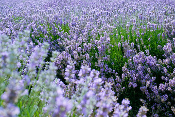 Beautiful landscape of lavender field. Lavender field in sunny day. Blooming lavender fields. Excellent image for banners and advertisements