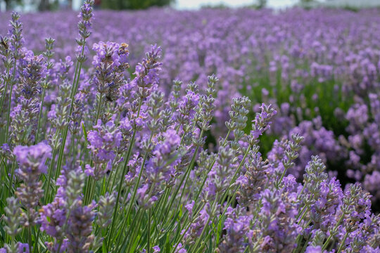 Beautiful close - up of lavender field. Blurry. Lavender field in sunny day. Blooming lavender fields. Excellent image for banners and advertisements. Background.