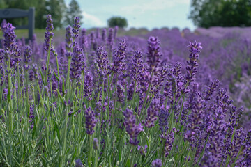 Obraz premium Beautiful landscape of lavender field. Lavender field in sunny day. Blooming lavender fields. Trees and sky in background. Excellent image for banners and advertisements.
