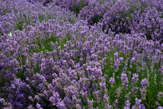 Beautiful close - up of lavender field. Blurry. Lavender field in sunny day. Blooming lavender fields. Excellent image for banners and advertisements. Background.