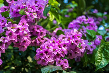 Fototapeta premium Rich Purple Bougainvillea Flower Clusters Filling the Frame with Glossy Green Summer Leaves