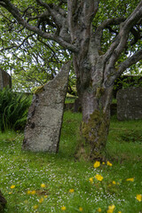 Naklejka premium Alte Grabsteine auf dem Alten Friedhof Gamli Kirkjugarður in Torshavn