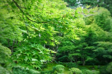 Fototapeta premium もみじ