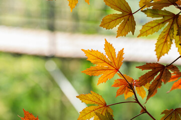 Stripes on the back of a maple leaf