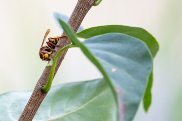 European hornets eating and foraging bark and sap of Lilac branch 