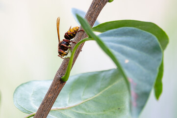 European hornets eating and foraging bark and sap of Lilac branch 