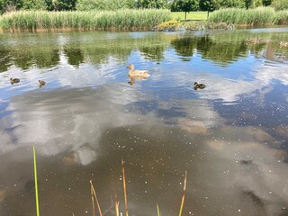 A duck with her ducklings, Waterville park, Blanchardstown, co Dubin