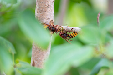 European hornets eating and foraging bark and sap of Lilac branch 