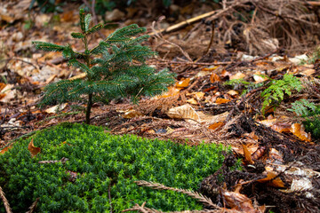 Naklejka na ściany i meble Small pine tree standing in a path of green moss. Wet and misty weather with main focus on tree and background faded.