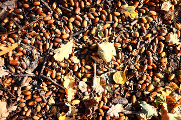 yellow fallen leaves abstract background, calendar golden fall